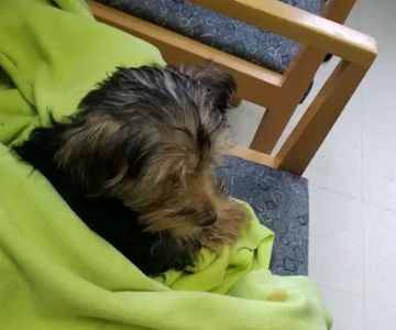 Wayne Hills Animal Hospital