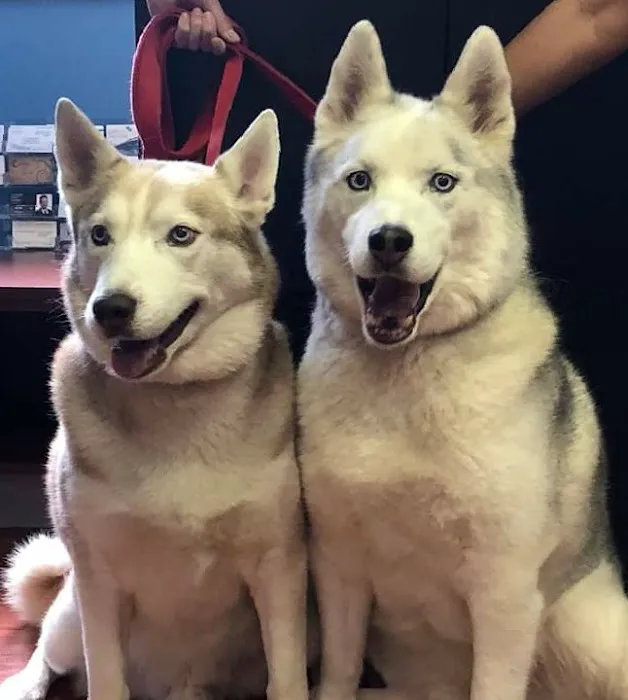 Sheppard Alternative Animal Care 12