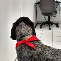 Sharp Animal Hospital ico