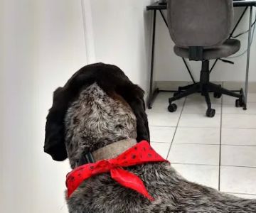 Sharp Animal Hospital