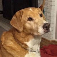 Nash Veterinary Hospital ico