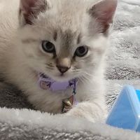 Parkway Vet ico
