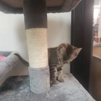 Banfield Pet Hospital ico