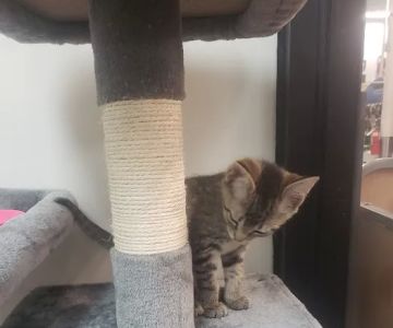 Banfield Pet Hospital