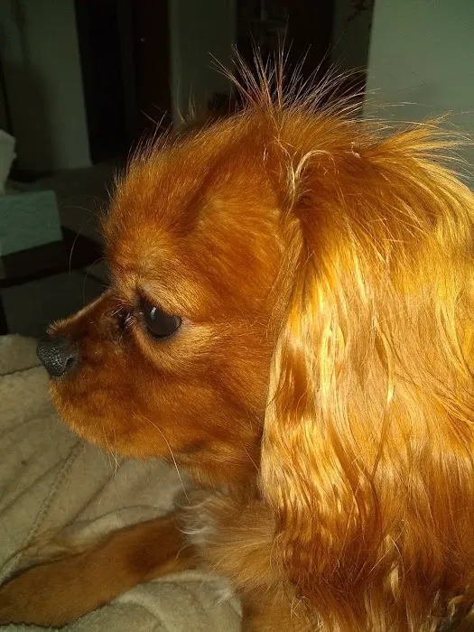 Banfield Pet Hospital 5