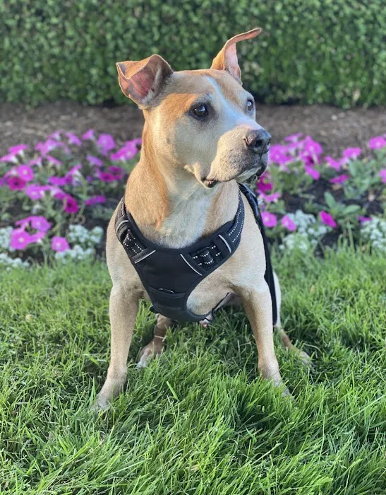 Great Lakes Animal Hospital 1
