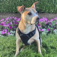 Great Lakes Animal Hospital ico