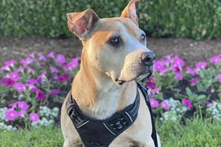 Great Lakes Animal Hospital