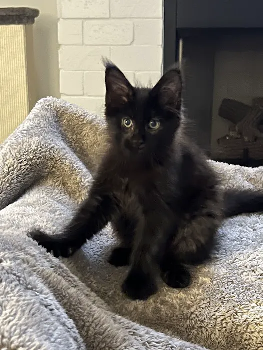 Florida Maine Coons, LLC 2