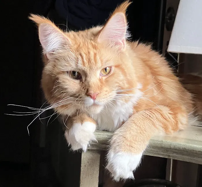 Florida Maine Coons, LLC 1
