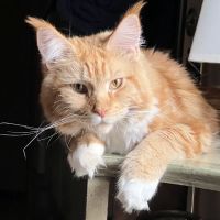 Florida Maine Coons, LLC ico