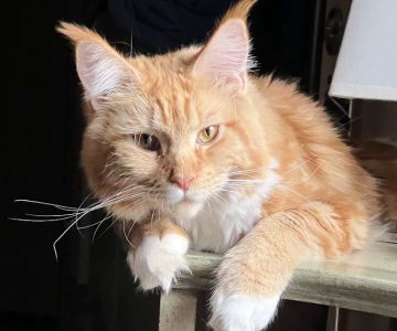 Florida Maine Coons, LLC