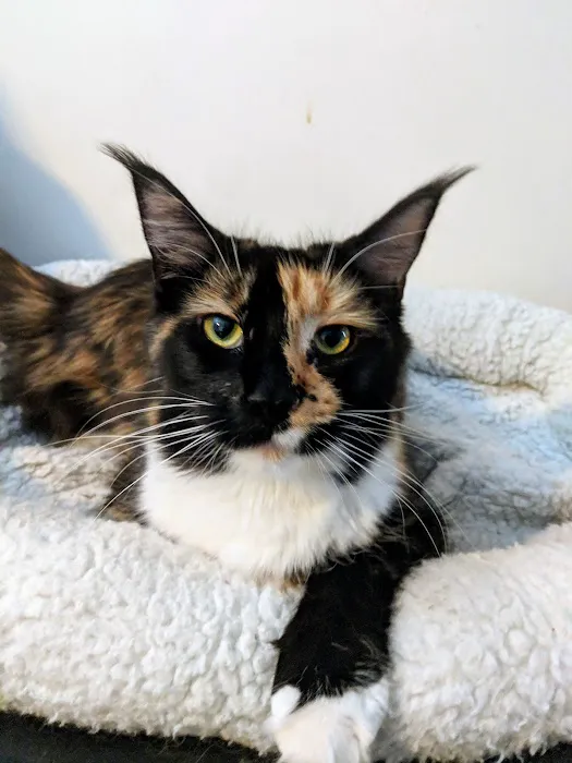 Florida Maine Coons, LLC 3