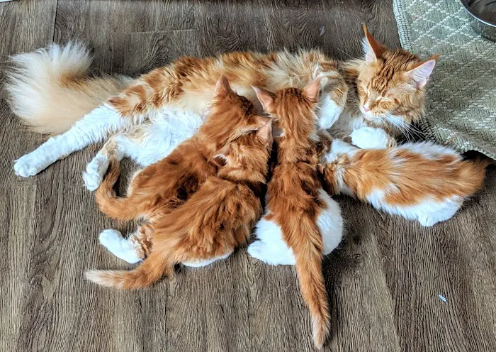 Florida Maine Coons, LLC 4