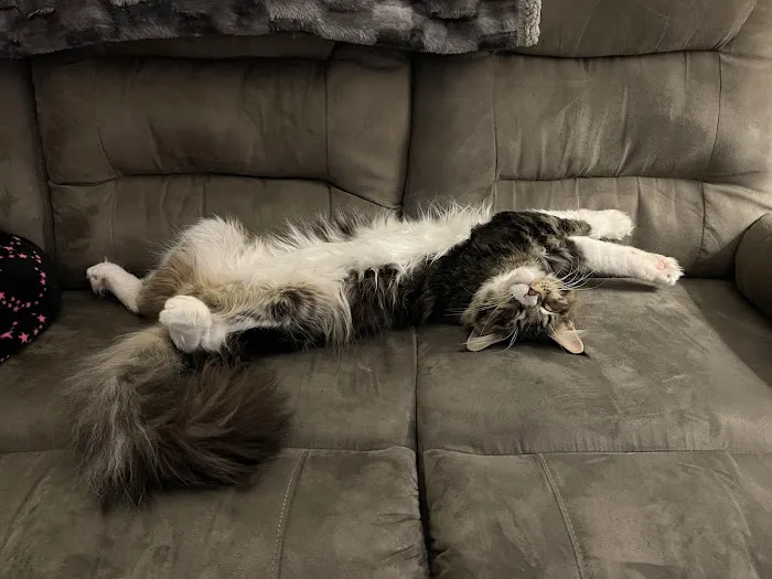 Florida Maine Coons, LLC 6