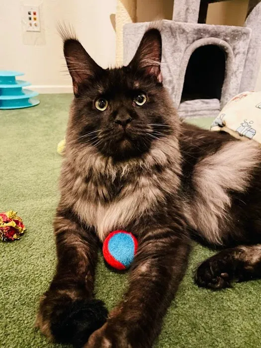 Florida Maine Coons, LLC 9