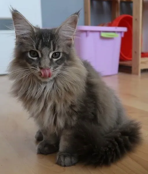 Florida Maine Coons, LLC 8