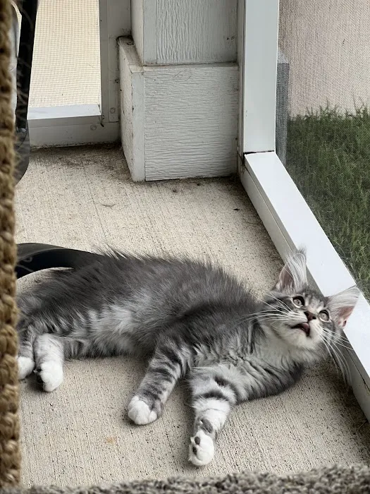 Florida Maine Coons, LLC 7
