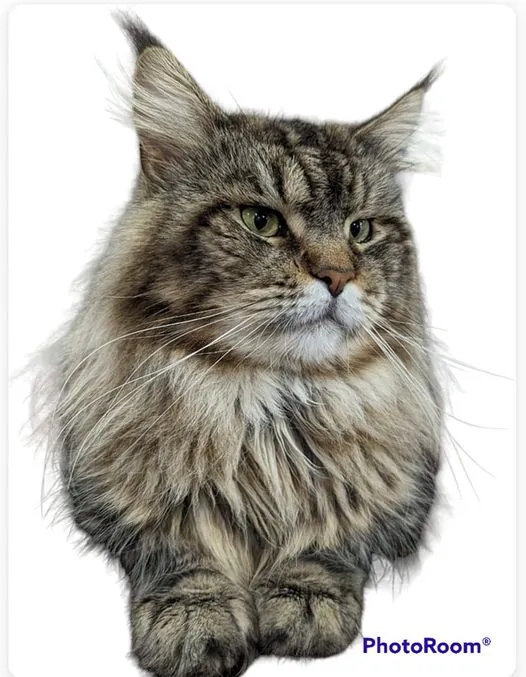 Florida Maine Coons, LLC 5