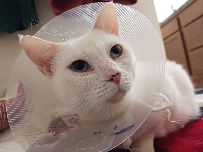 Midway Animal Hospital 12