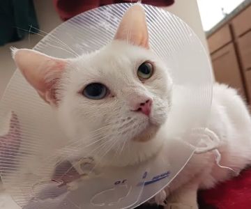 Midway Animal Hospital