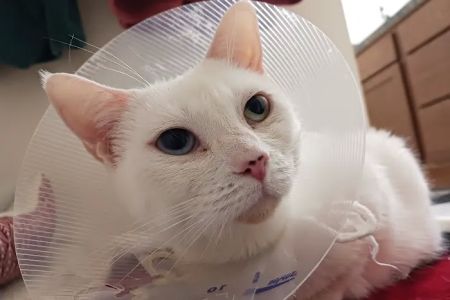 Midway Animal Hospital