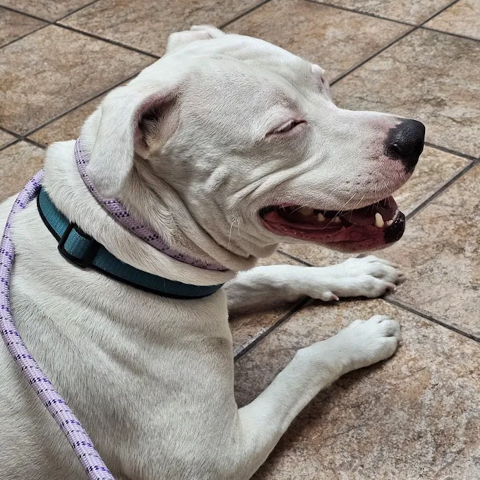 Midway Animal Hospital 12