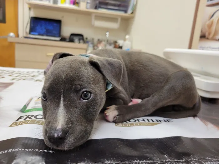 Midway Animal Hospital 12