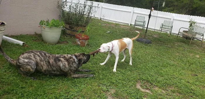 Homosassa Animal & Bird Hospital 6