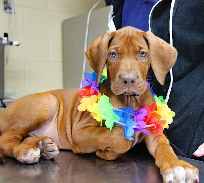 Brooksville Veterinary Clinic 12