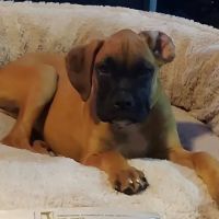 South Texas Veterinary Hospital ico