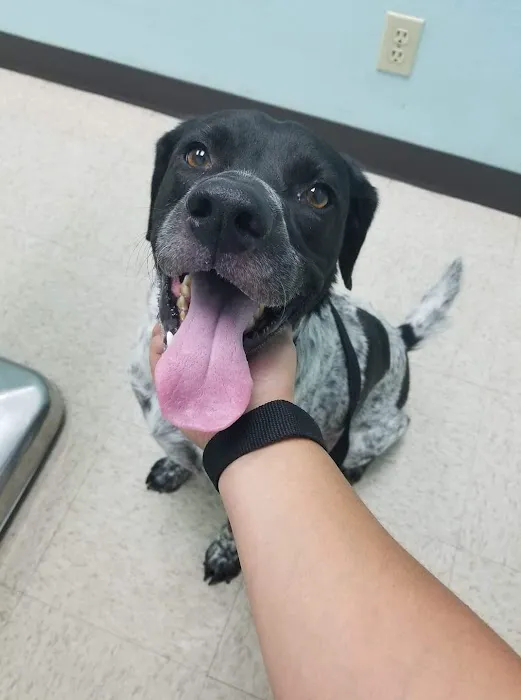 South Texas Veterinary Hospital 4