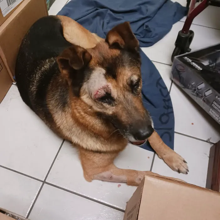 South Texas Veterinary Hospital 6