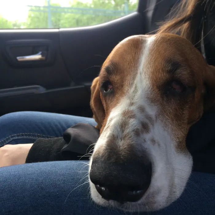 South Texas Veterinary Hospital 8