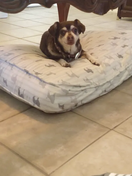 South Texas Veterinary Hospital 5