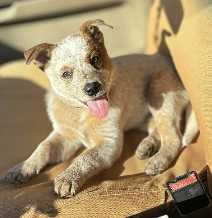 Laredo Animal Clinic 12