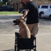 Laredo Animal Clinic ico