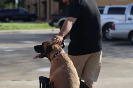 Laredo Animal Clinic