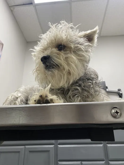 Laredo Animal Clinic 12