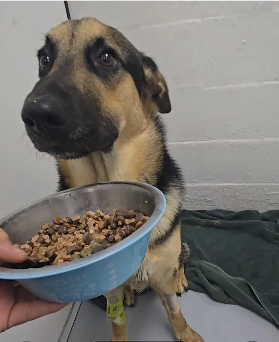 Laredo Animal Clinic 12