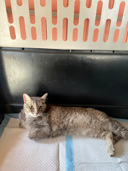 Laredo Animal Clinic 12