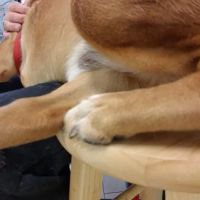 Ark & Bark Animal Hospital Debbie Butler DVM ico