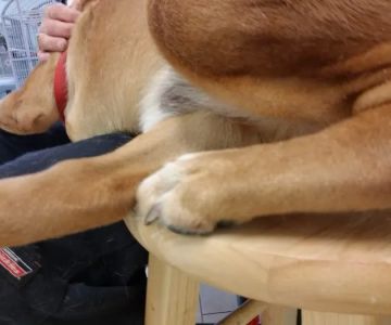 Ark & Bark Animal Hospital Debbie Butler DVM