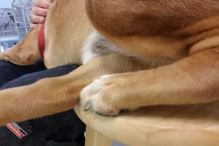 Ark & Bark Animal Hospital Debbie Butler DVM