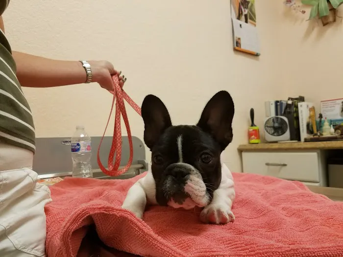 Ark & Bark Animal Hospital Debbie Butler DVM 12