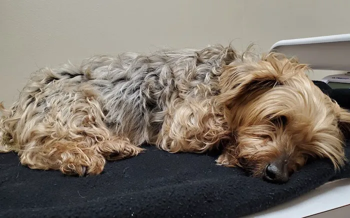 Malabar Veterinary Clinic 3