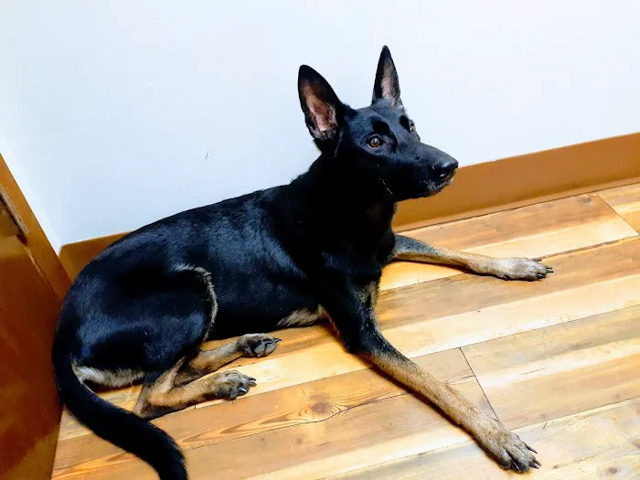 Malabar Veterinary Clinic 1