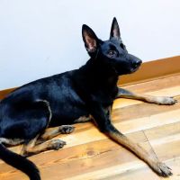 Malabar Veterinary Clinic ico