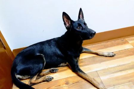 Malabar Veterinary Clinic