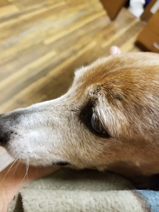 Malabar Veterinary Clinic 4